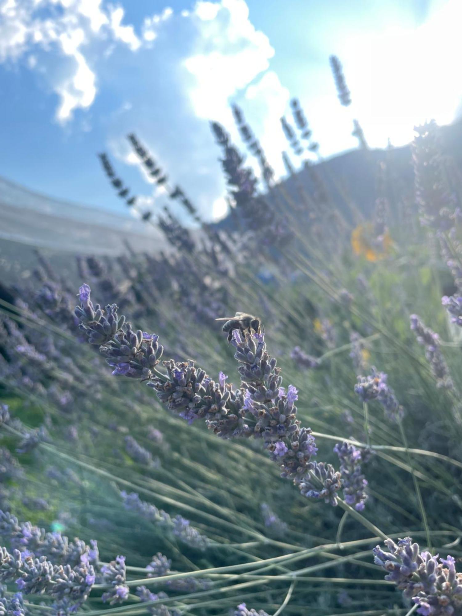 Agriturismo Girasole Fai della Paganella Exteriér fotografie