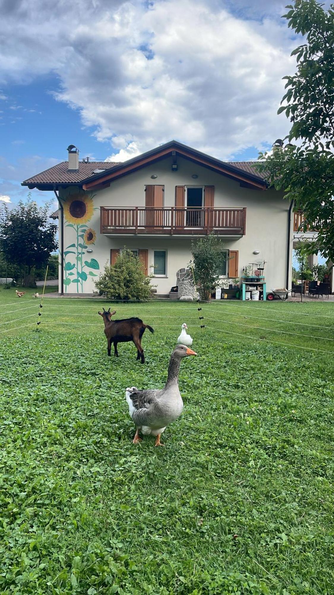 Agriturismo Girasole Fai della Paganella Exteriér fotografie
